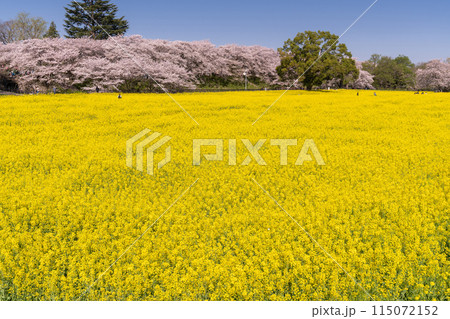 《埼玉県》満開の桜と菜の花・春の権現堂桜堤 115072152