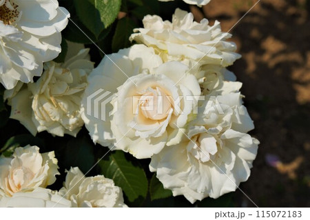 白いバラ 115072183