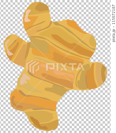 シンプルな生姜のイラスト ベクター素材 115072187