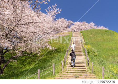 《埼玉県》さきたま古墳群・桜満開春の陽気 《埼玉県》さきたま古墳群・桜満開春の陽気 115072210