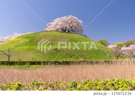 《埼玉県》さきたま古墳群・桜満開春の陽気 《埼玉県》さきたま古墳群・桜満開春の陽気 115072216