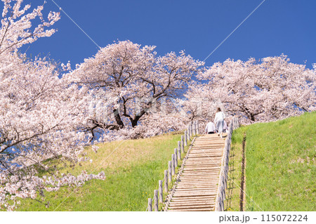 《埼玉県》さきたま古墳群・桜満開春の陽気 115072224