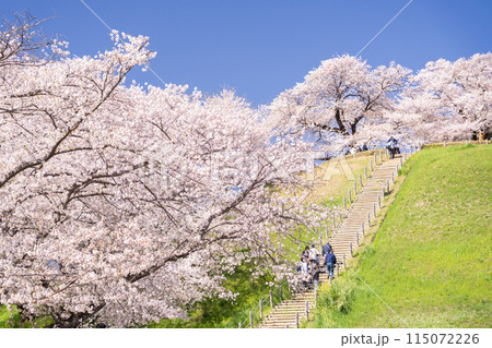 《埼玉県》さきたま古墳群・桜満開春の陽気 115072226