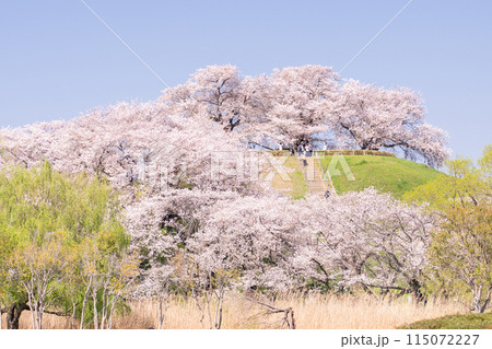 《埼玉県》さきたま古墳群・桜満開春の陽気 115072227