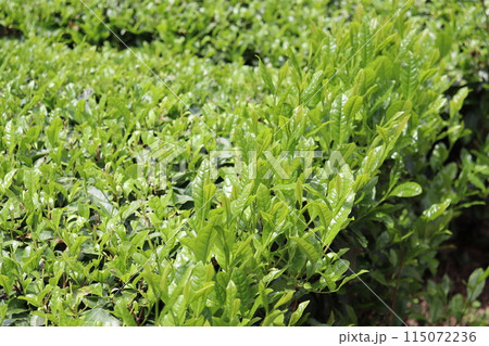 新茶 新茶 115072236