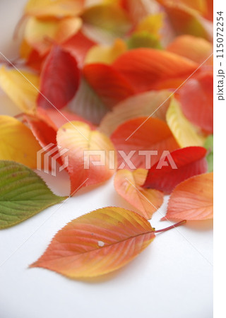 秋の葉（秋イメージ） 115072254