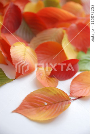 秋の葉（秋イメージ） 115072258