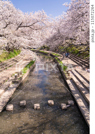 《埼玉県》元荒川の桜並木・桜の名所 115072264