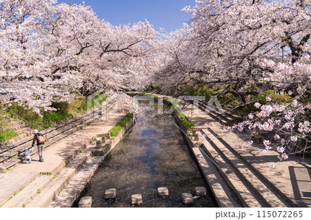《埼玉県》元荒川の桜並木・桜の名所 115072265
