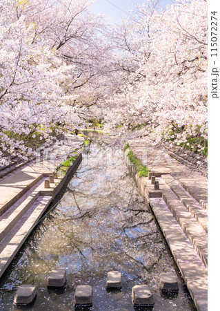 《埼玉県》元荒川の桜並木・桜の名所 115072274