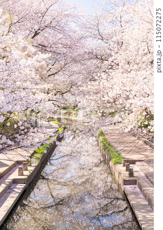 《埼玉県》元荒川の桜並木・桜の名所 115072275