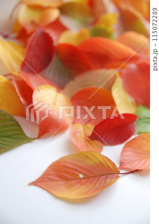 秋の葉（秋イメージ） 115072289