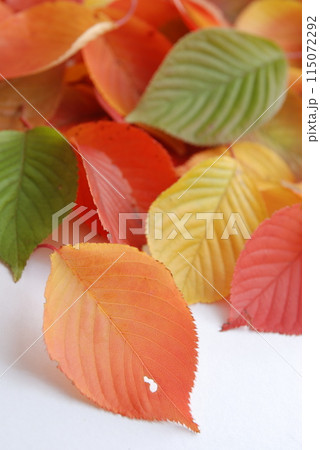 秋の葉（秋イメージ） 115072292