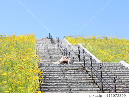 チワワ チワワ 115072299