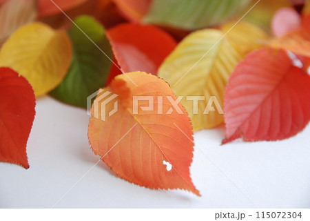秋の葉(秋イメージ) 秋の葉(秋イメージ) 115072304