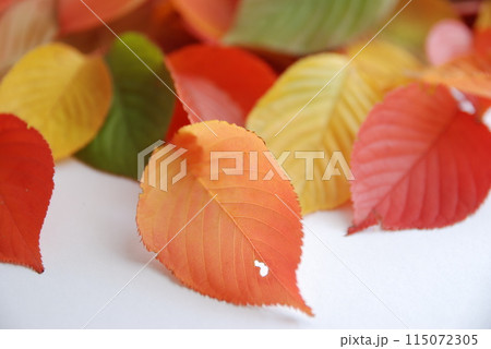 秋の葉(秋イメージ) 秋の葉(秋イメージ) 115072305
