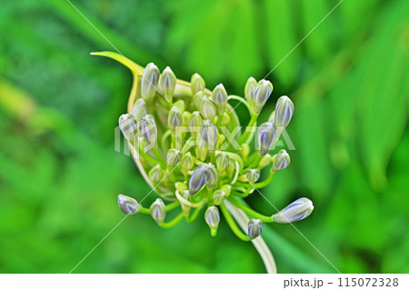 咲き始めたアガパンサスの花(春、五月) 咲き始めたアガパンサスの花(春、五月) 115072328