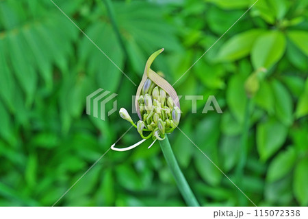 咲き始めたアガパンサスの花(春、五月) 咲き始めたアガパンサスの花(春、五月) 115072338