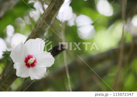 白いムクゲの花 115072347