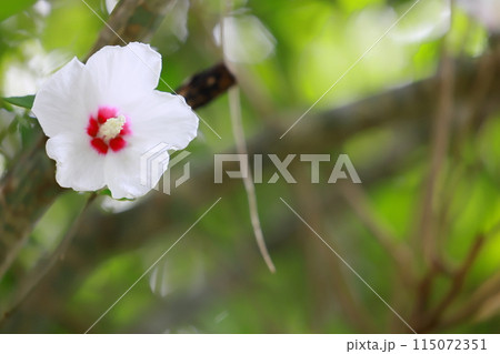 白いムクゲの花 白いムクゲの花 115072351