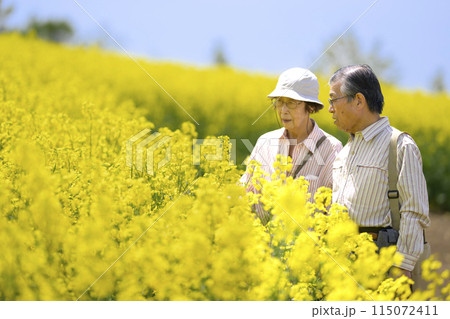 満開の菜の花畑を観光するシニアの夫婦 満開の菜の花畑を観光するシニアの夫婦 115072411