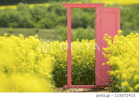 満開の菜の花畑とピンクのドア 115072415