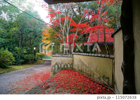 秋化粧の上野公園 秋化粧の上野公園 115072638