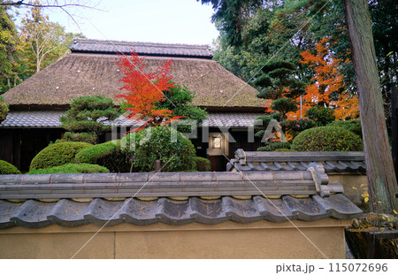秋化粧の上野公園 秋化粧の上野公園 115072696