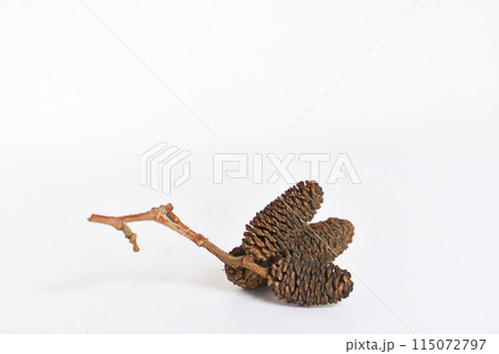 落下した昨年のヤマハンノキの実(春、五月) 落下した昨年のヤマハンノキの実(春、五月) 115072797