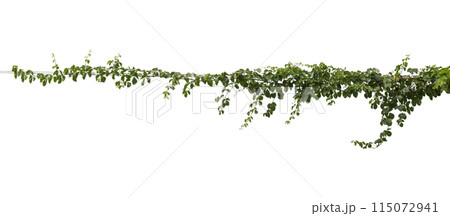Plant tropical foliage vine, Ivy green hang isolated on white background, clipping path 115072941