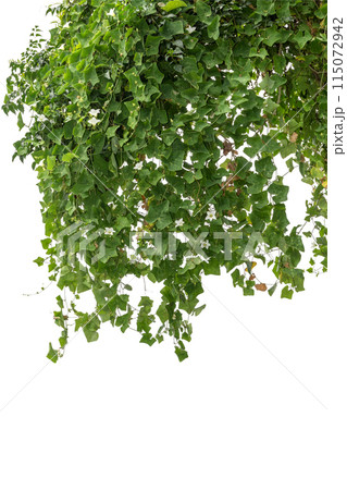 Plant tropical foliage vine, Ivy green hang isolated on white background, clipping path Plant tropical foliage vine, Ivy green hang isolated on white background, clipping path 115072942