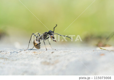 black ants on nature outdoor black ants on nature outdoor 115073008