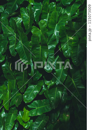 Green leaves background Green leaves background 115073009