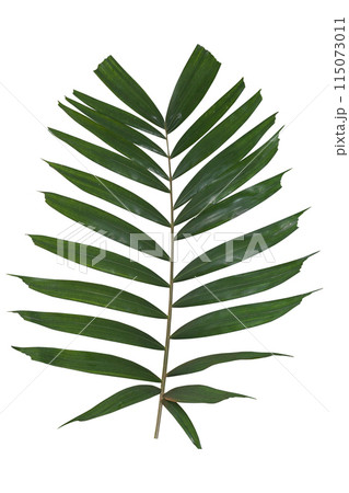 Palm Leaves isolated on white background. Clipping path 115073011