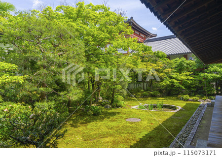 新緑の京都　本法寺　書院から見える巴の庭 115073171