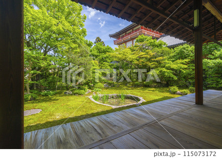 新緑の京都　本法寺　書院から見える巴の庭 115073172