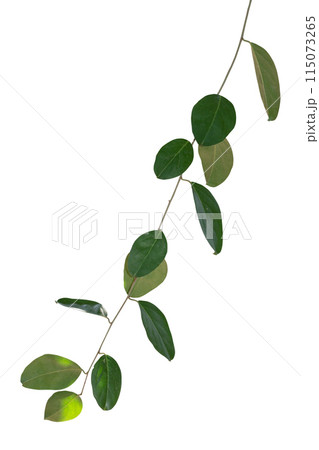 Vine Plant tropical foliage, Ivy green hang isolated on white background, clipping path 115073265