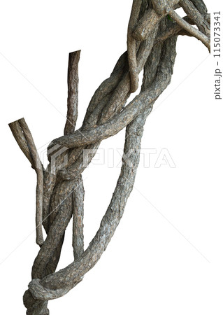 Twisted vine isolated on white background. Clipping path Twisted vine isolated on white background. Clipping path 115073341
