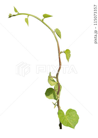 vine plant isolated on white background. Clipping path vine plant isolated on white background. Clipping path 115073357