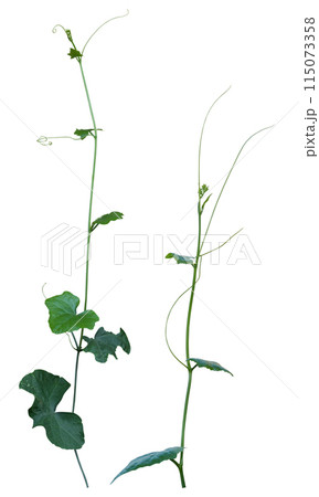 vine plant isolated on white background. Clipping path 115073358