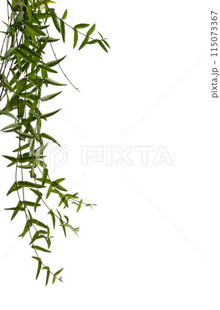 vine plant isolated on white background. Clipping path vine plant isolated on white background. Clipping path 115073367