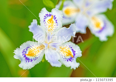 家の周りの草花　四季の色々　庭の木陰に紫の美しいシャガの花が咲きました 115073395