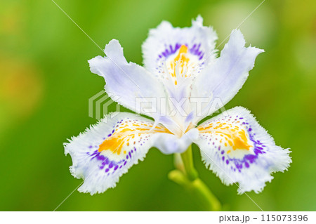家の周りの草花 四季の色々 庭の木陰に紫の美しいシャガの花が咲きました 家の周りの草花 四季の色々 庭の木陰に紫の美しいシャガの花が咲きました 115073396