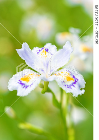 家の周りの草花　四季の色々　庭の木陰に紫の美しいシャガの花が咲きました 115073398