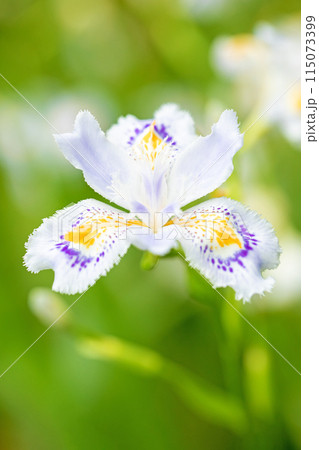家の周りの草花　四季の色々　庭の木陰に紫の美しいシャガの花が咲きました 115073399