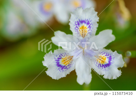 家の周りの草花　四季の色々　庭の木陰に紫の美しいシャガの花が咲きました 115073410