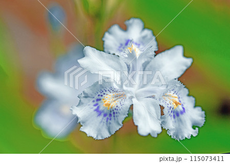 家の周りの草花 四季の色々 庭の木陰に紫の美しいシャガの花が咲きました 家の周りの草花 四季の色々 庭の木陰に紫の美しいシャガの花が咲きました 115073411