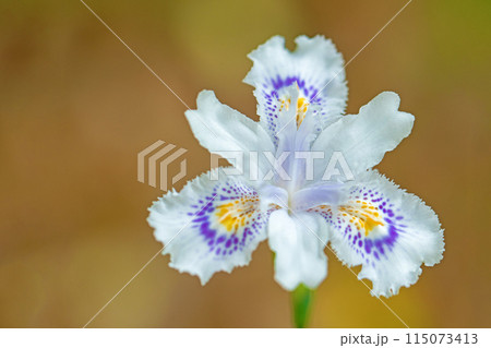 家の周りの草花 四季の色々 庭の木陰に紫の美しいシャガの花が咲きました 家の周りの草花 四季の色々 庭の木陰に紫の美しいシャガの花が咲きました 115073413
