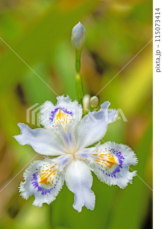 家の周りの草花　四季の色々　庭の木陰に紫の美しいシャガの花が咲きました 115073414