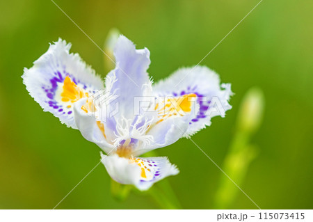 家の周りの草花 四季の色々 庭の木陰に紫の美しいシャガの花が咲きました 家の周りの草花 四季の色々 庭の木陰に紫の美しいシャガの花が咲きました 115073415